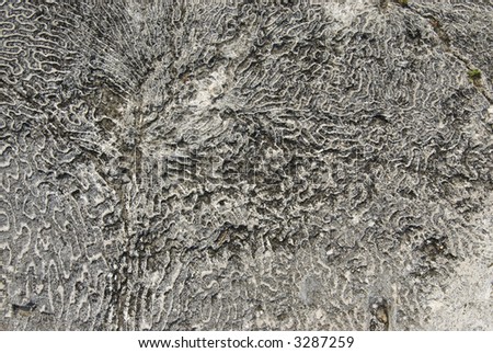 Sea coral background fossil ocean texture -- series 06