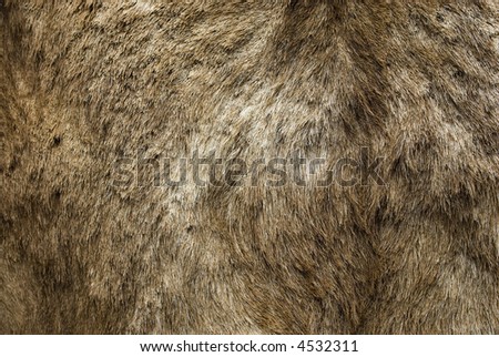 Animal Fur Hair Hide Background Grunge Texture Series 02