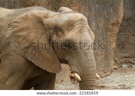 Textured earth tone elephant