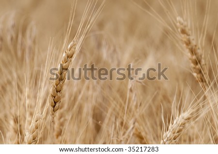 Close up of beautiful golden wheat grain
