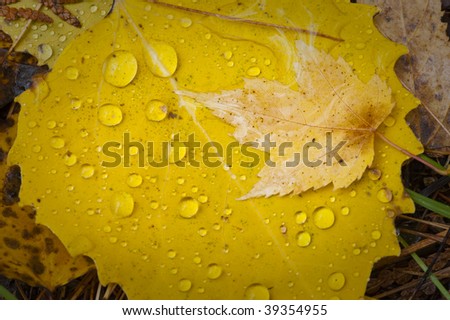 Colorful rain cover wet fall autumn leaf detail