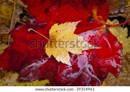 Colorful rain cover wet fall autumn leaf detail