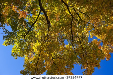 Colorful fall autumn leaf detail background