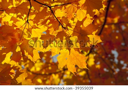 Colorful fall autumn leaf detail background