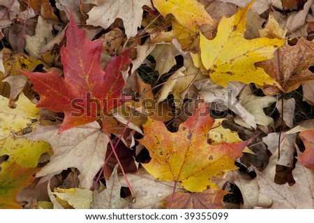 Colorful rain cover wet fall autumn leaf detail background