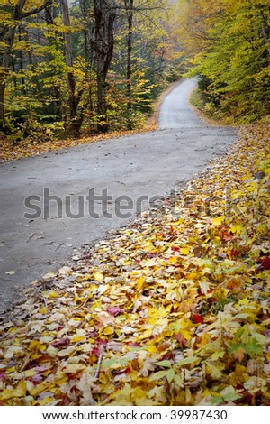 Beautiful colorful fall autumn tree leaf lined road vertical