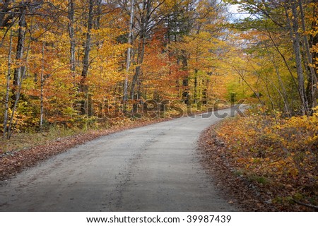 Colorful Fall Tree