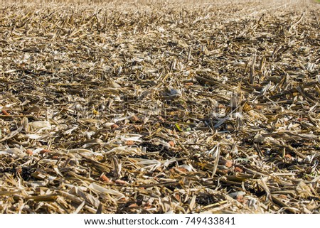 Harvested fall corn field stalks and debris on farm field ground