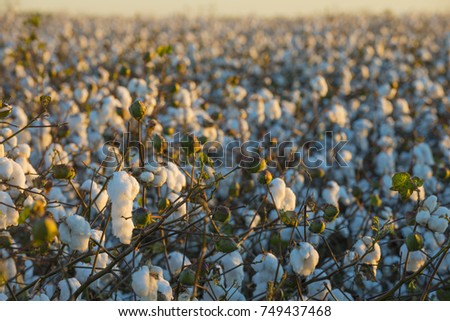 Cotton crop industry field macro early morning close up texture
