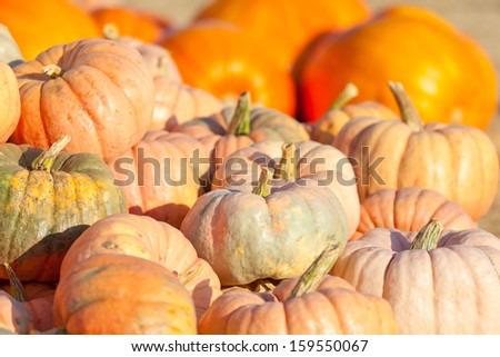 colorful pumpkins at the pumpkin patch at fall