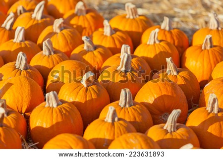 large orange pumpkins at fall festival