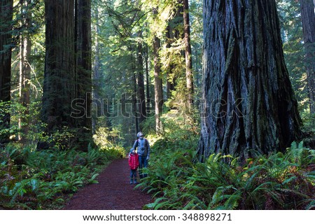 family enjoying hiking in gorgeous redwood national park