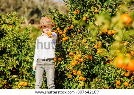 Happy young boy showing an orange staying near the orange tree at the orange farm