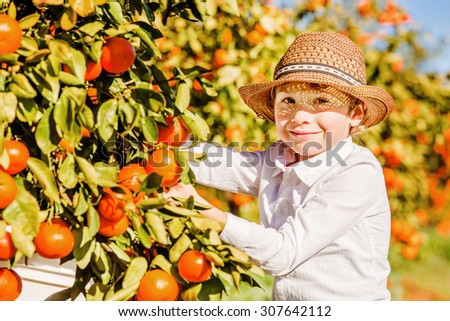 Happy young boy picking an orange staying near the orange tree at the orange farm