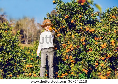 Happy young boy showing an orange staying near the orange tree at the orange farm