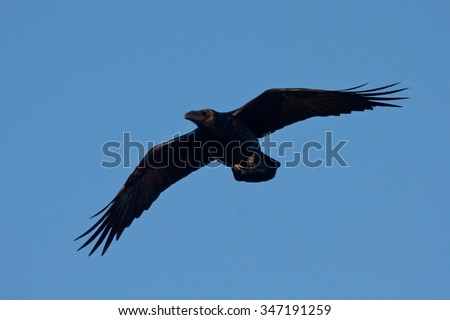 Common raven (Corvus corax) flying on the blue sky