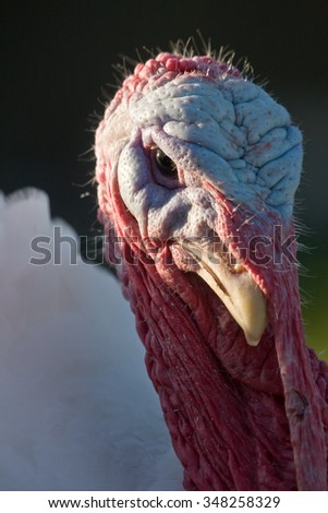 Close-up of the turkey