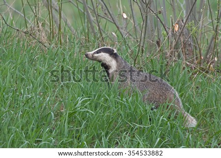 Badger on the grass. European badger (Meles meles)