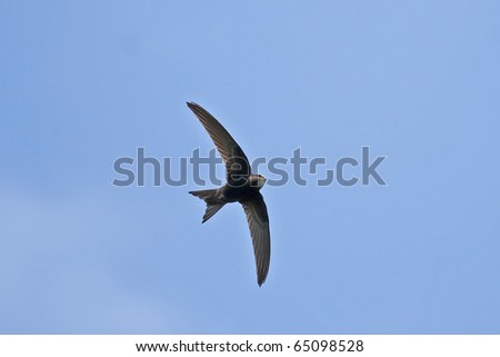 Swift Flying