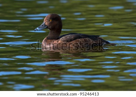 Tufted Duck (Aythya fuligula, female) swim on the lake