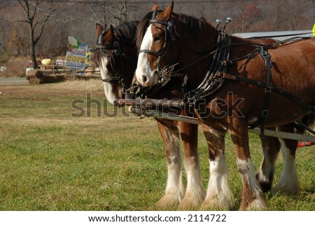 draft horses hitched to wagon at farm stand in fall