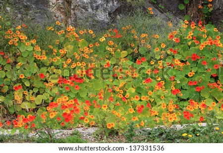 Mediterranean garden flowers in Spain