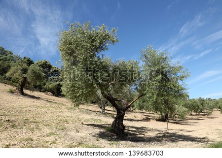 Olive trees plantation in Andalusia, Spain
