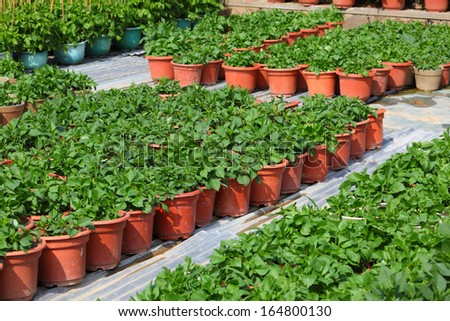 Plant pots in a market garden