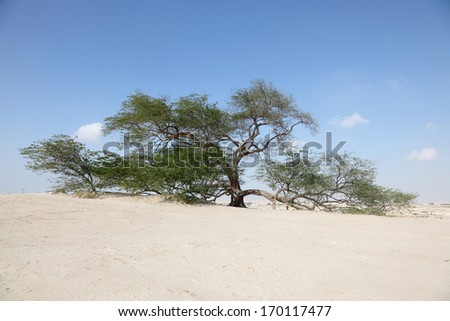 The Tree of Life in the desert of Bahrain