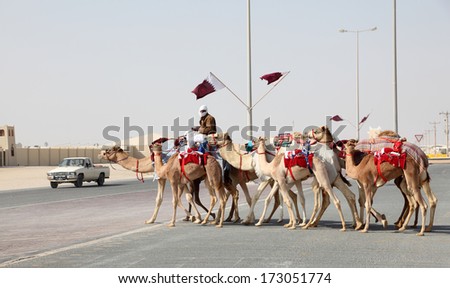 DOHA, QATAR - DEC 17: Camels going back home from a race in Doha. December 17, 2013 in Doha, Qatar, Middle East