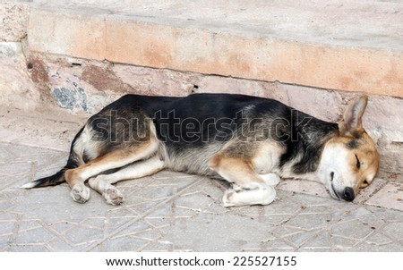 Tired dog sleeping on the sidewalk in Marrakesh, Morocco