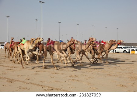 DOHA, QATAR - JAN 7: Racing camels with robot jockeys. January 7, 2012 in Doha, Qatar, Middle East