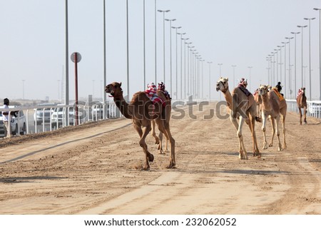 DOHA, QATAR - JAN 7: Racing camels with a robot jockey, Doha. January 7, 2012 in Doha, Qatar, Middle East