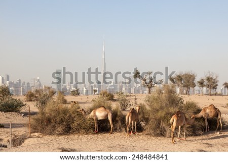 Camels in the desert of Dubai. Burj Khalifa in the background. Dubai, United Arab Emirates