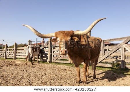 Longhorn steer in Fort Worth Stockyards. Texas, United States