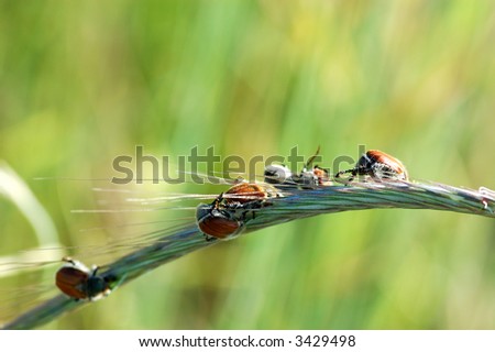 Bugs on a blade of grass