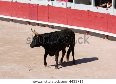 Bull in the Roman arena in Arles, France