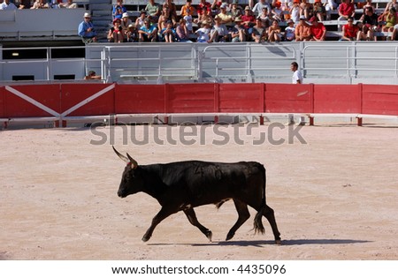 Bull in the Roman arena of Arles, France