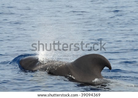 Pilot whale at the coast of Tenerife, Canary Islands Spain