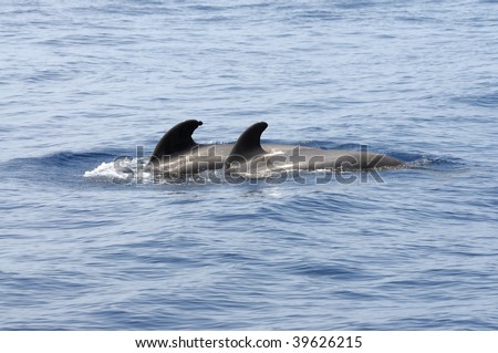 Pilot whales at the coast of Tenerife, Canary Islands Spain