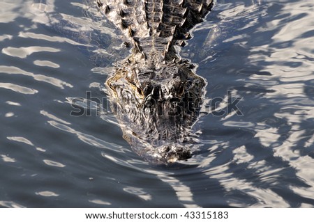 Alligator in the Everglades National Park, Florida USA