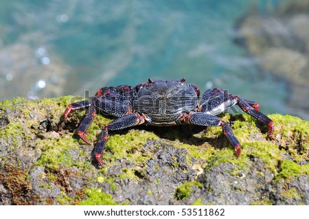 Closeup of a crab on rock near the sea