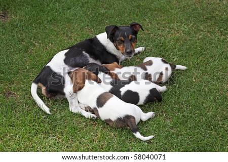 Jack Russel Terrier feeding three puppies