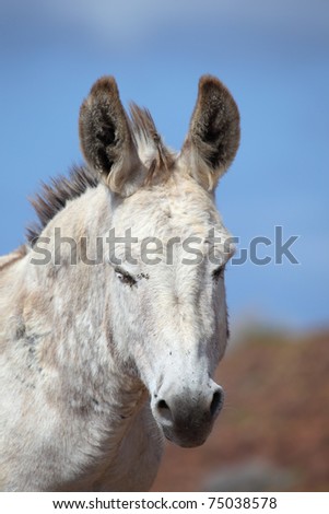 Portrait of a cute white donkey