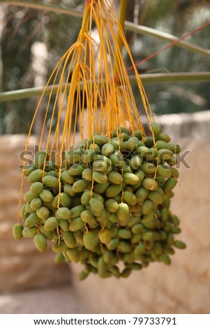 Dates on a palm tree, Al Ain, United Arab Emirates