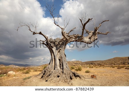 Dead tree in the desert