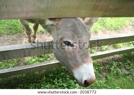 Donkey head through a fence.
