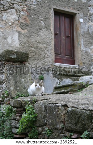 Cat in front of an ancient house.