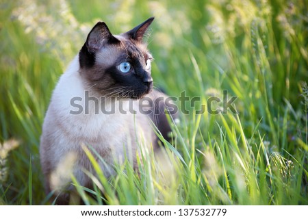The beautiful brown cat, Siamese, with blue-green eyes lies in a green grass and leaves