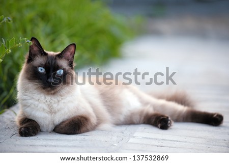 The beautiful brown cat, Siamese, with blue-green eyes lies in a green grass and leaves